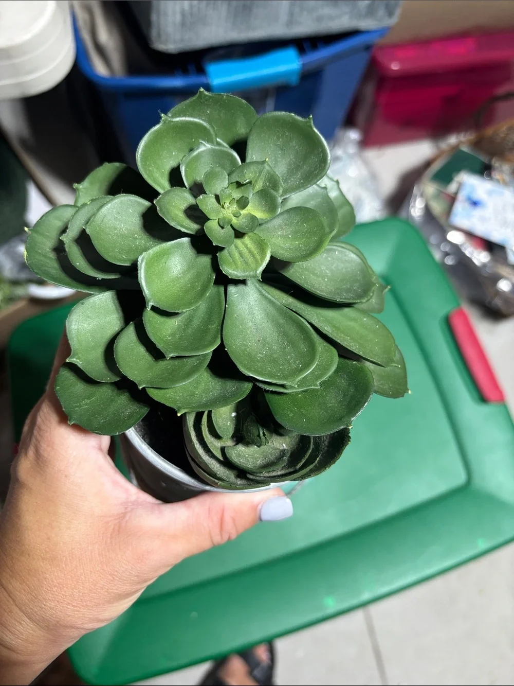 Faux Plant
